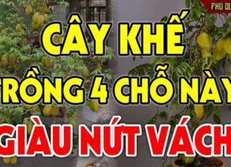 Planting this fruit brings fortune: Just 1 tree in the house, homeowners prosperous for life