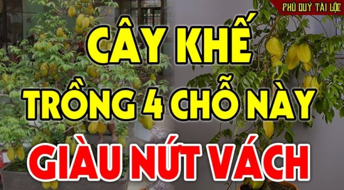 Planting this fruit brings fortune: Just 1 tree in the house, homeowners prosperous for life