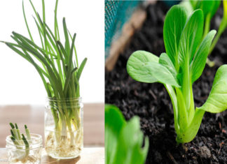 Don’t waste your leftover vegetables, soak them in water and in no time you’ll have fresh and clean vegetables to use