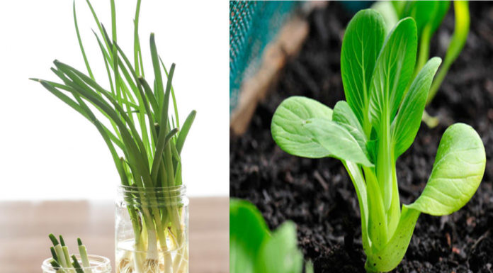 Don’t waste your leftover vegetables, soak them in water and in no time you’ll have fresh and clean vegetables to use