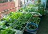 Is it safe to grow vegetables in styrofoam containers?