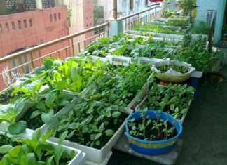 Is it safe to grow vegetables in styrofoam containers?