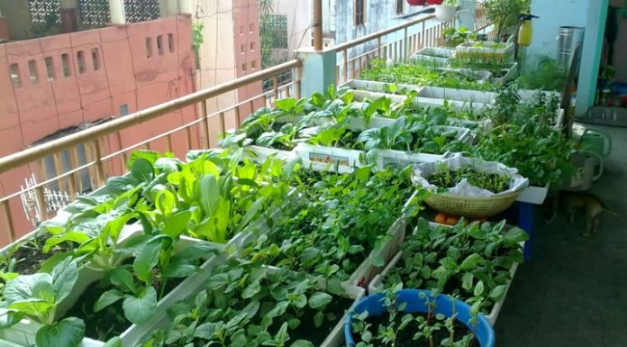 Is it safe to grow vegetables in styrofoam containers?