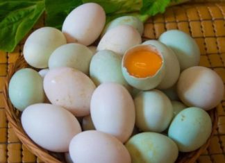 Should you buy duck eggs with white shells or blue shells?