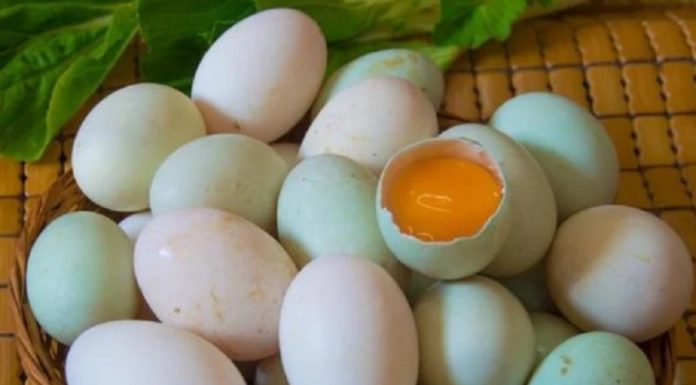 Should you buy duck eggs with white shells or blue shells?