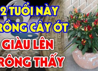 Planting Chili for Prosperity: Just 1 Plant and You’ll Be Wealthy for Life