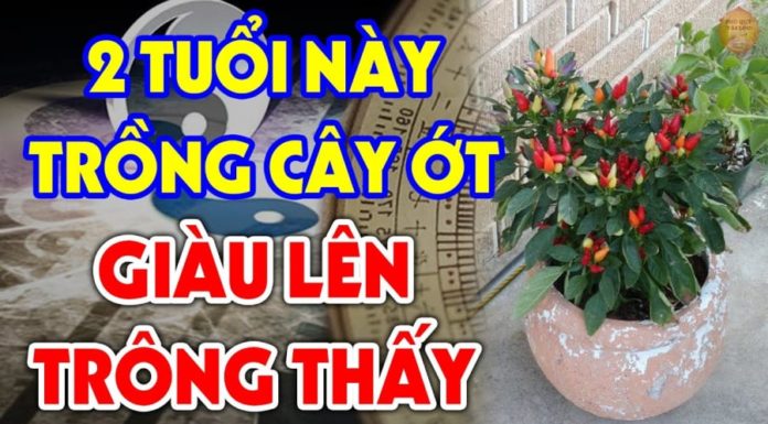 Planting Chili for Prosperity: Just 1 Plant and You’ll Be Wealthy for Life