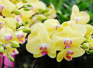 Lan flowers: Symbolism on Tet holiday, characteristics, growing and caring tips