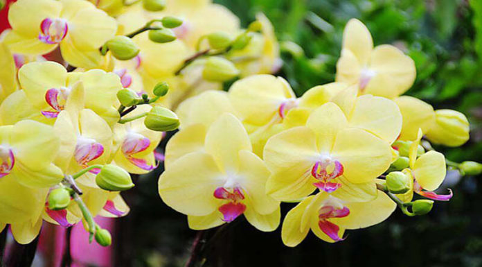 Lan flowers: Symbolism on Tet holiday, characteristics, growing and caring tips