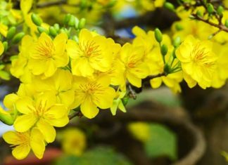 The Meaning, Planting, and Care of the Apricot Blossom
