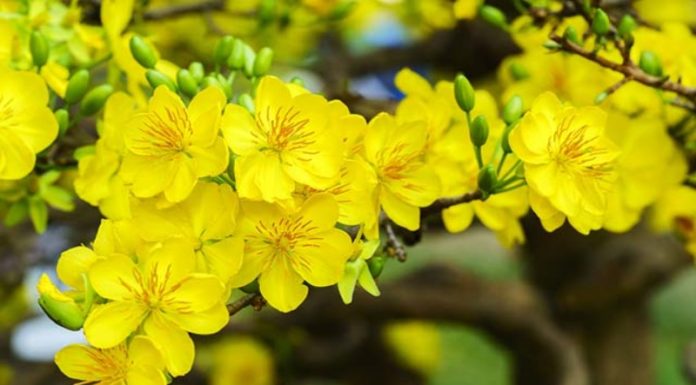 The Meaning, Planting, and Care of the Apricot Blossom