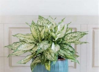 Planting Jade Plants in Your Home Attracts Good Luck, Fame, and Abundance