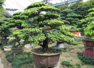 4 Lucky Indoor Plants that Bring Wealth and Happiness through Generations