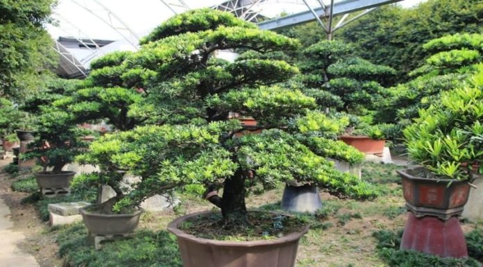 4 Lucky Indoor Plants that Bring Wealth and Happiness through Generations