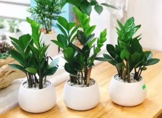 Living room has these 4 things, out of 10 houses, 9 houses are rich, what are those things?