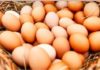 Which type of eggs are more nutritious: brown or white? Many people don’t know and choose wrong.