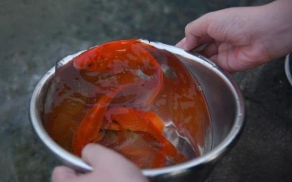 Lucky Fish Release Ritual: Enhancing Prosperity and Fortune for Tet 2024