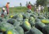 How to Select and Preserve Juicy Watermelons for Maximum Shelf Life