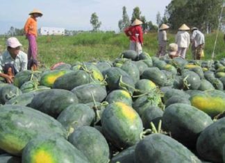 How to Select and Preserve Juicy Watermelons for Maximum Shelf Life