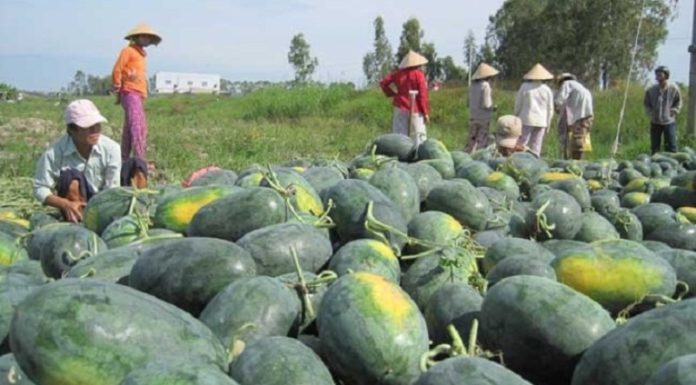 How to Select and Preserve Juicy Watermelons for Maximum Shelf Life