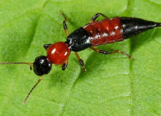 Effective Ways to Get Rid of Three-stripe Ants from Your House: A Must-Learn for Apartment Dwellers