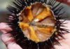 What Are Sea Urchins and How to Make Delicious Dishes With Them