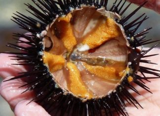What Are Sea Urchins and How to Make Delicious Dishes With Them