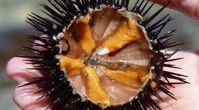 What Are Sea Urchins and How to Make Delicious Dishes With Them