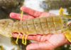 Rising Demand for Shrimp Outpaces Cost of Lobsters