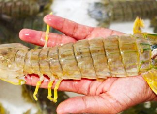 Rising Demand for Shrimp Outpaces Cost of Lobsters
