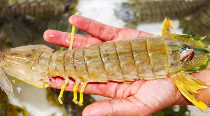 Rising Demand for Shrimp Outpaces Cost of Lobsters