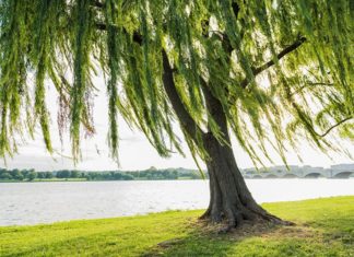 What does 2002 mean? Explore destiny and feng shui tips for people born in 2002