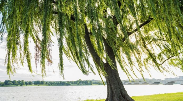 What does 2002 mean? Explore destiny and feng shui tips for people born in 2002