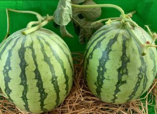 Tips on Choosing the Best Fruit for Your Tet Celebrations