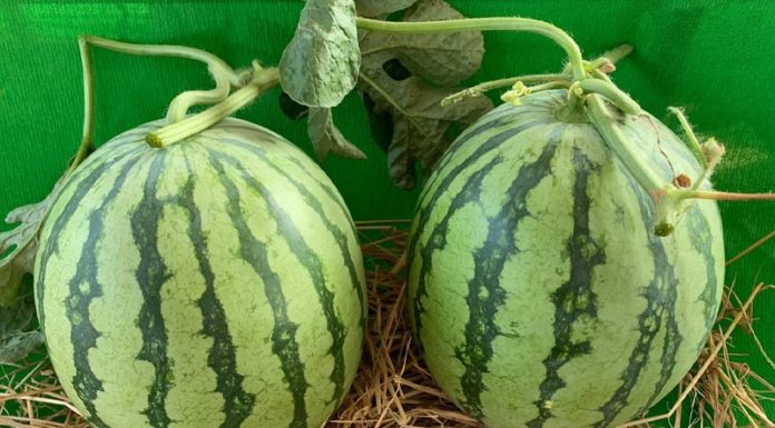 Tips on Choosing the Best Fruit for Your Tet Celebrations