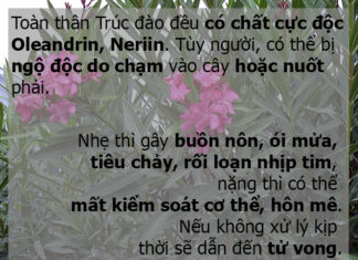 The Beauty and Danger of 22 Toxic Flowers