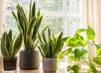 Tiger Tongue Plant: The Top 3 Watering Preferences for Year-round Greenery Growth