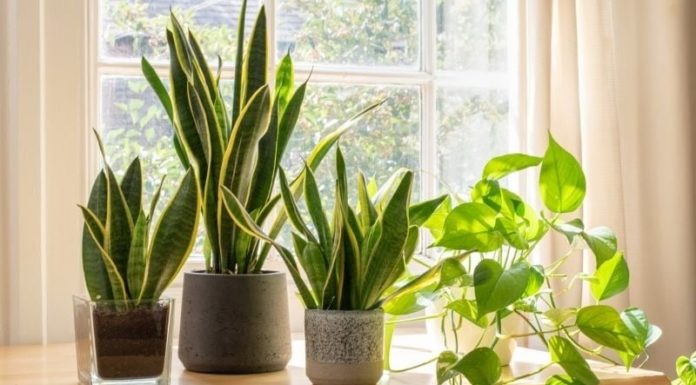 Tiger Tongue Plant: The Top 3 Watering Preferences for Year-round Greenery Growth