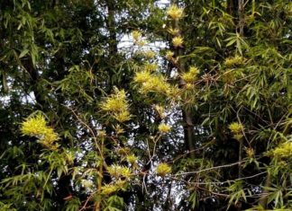 5 flowering plants that bring good luck and prosperity to your home, a warning sign for financial loss, homeowners should be cautious