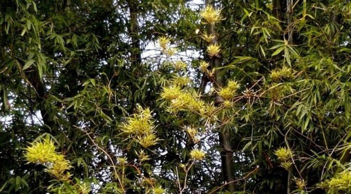 5 flowering plants that bring good luck and prosperity to your home, a warning sign for financial loss, homeowners should be cautious