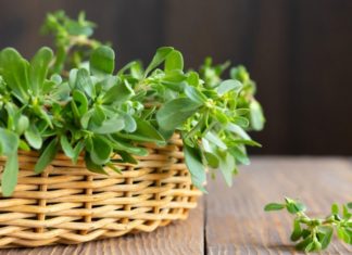 Unexpected Benefits of Wild Plants: From Antibiotic to Delicious and Nutritious Meals