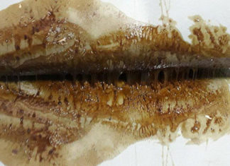 3 Strategies for Removing Mouse Glue from Clothing, Floors, and Animal Fur