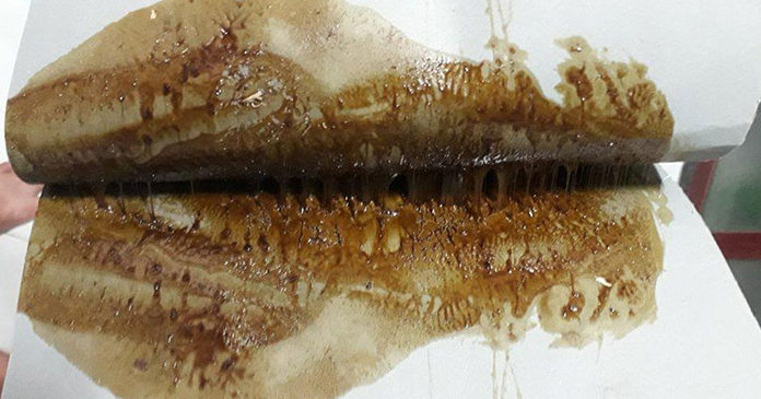 3 Strategies for Removing Mouse Glue from Clothing, Floors, and Animal Fur