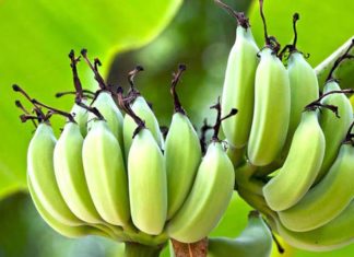 6 Easy Banana Face Mask Recipes for Lightening Dark Spots