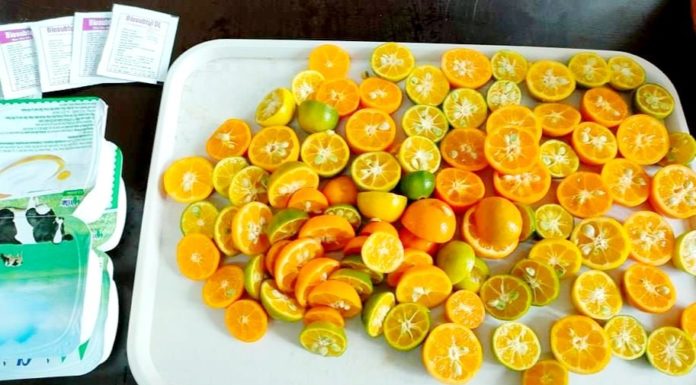 Creating a Natural Kumquat Cleaning Solution for Tet Celebrations