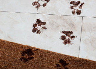 “Quick and Effective Ways to Sanitize your Carpets at Home”