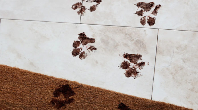 “Quick and Effective Ways to Sanitize your Carpets at Home”