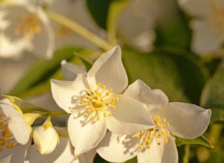 Learn to Make Tea and Decorate with 6 Types of Flowers