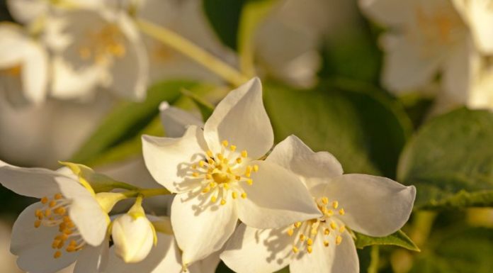 Learn to Make Tea and Decorate with 6 Types of Flowers