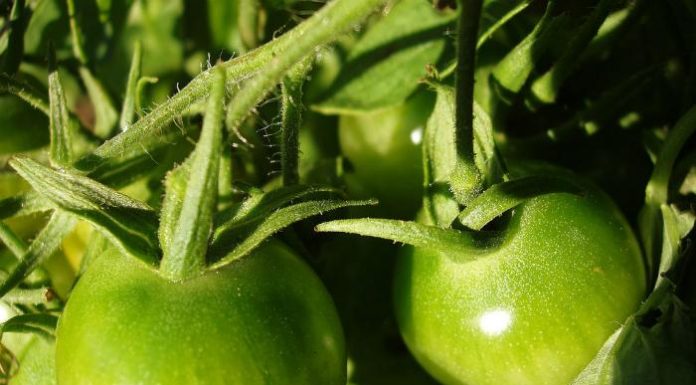 Supermarkets in Saudi Arabia Prohibit 6 Foods